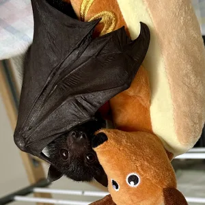 Cuddles That Comfort, Play That Heals – plush toy