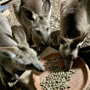 Nutritious treat to eat - kangaroo pellets